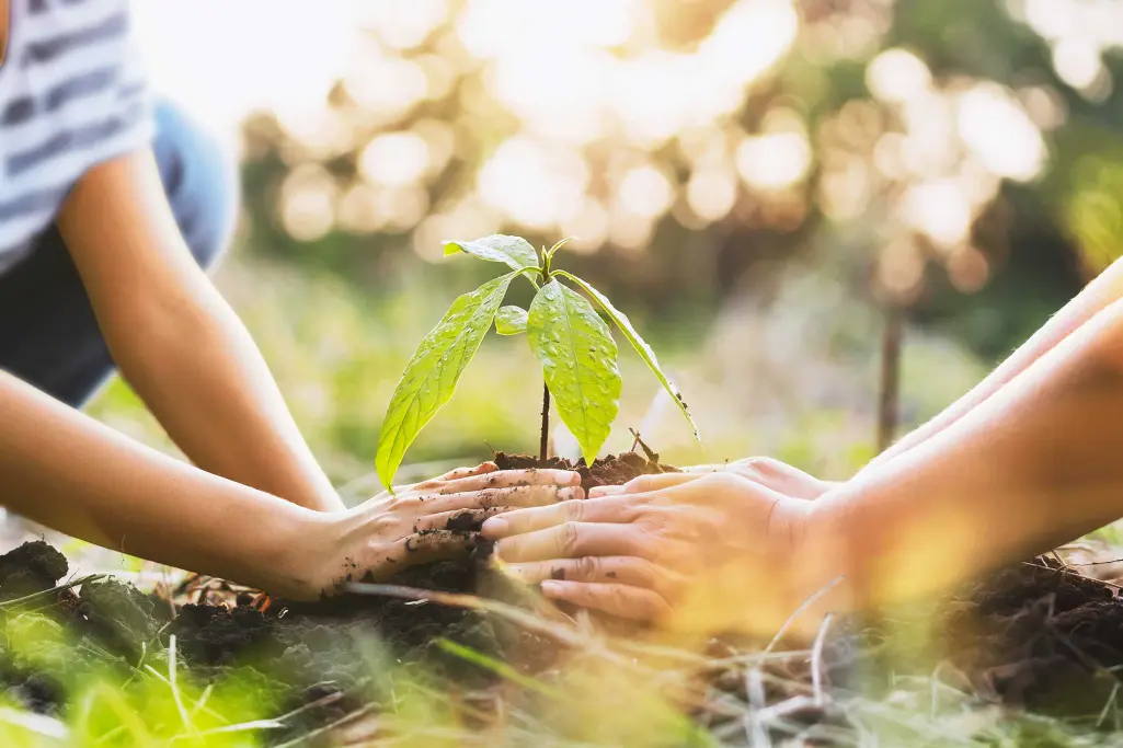 Kahdet kädet istuttamassa taimea